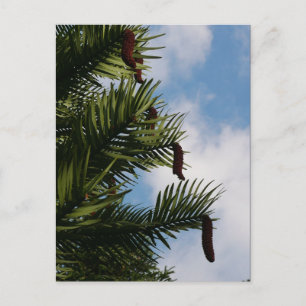 Wollemi Pine Tree Cones Briefkaart
