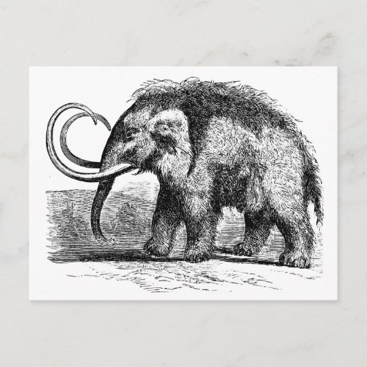 wollig mammot-2 briefkaart (Voorkant)