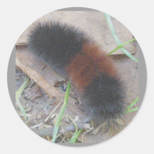 Wollige Beren Caterpillar Stickers