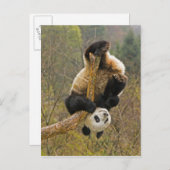 Wolong Panda Reserve, China, 2,1/2 jaar oud Briefkaart (Voorkant / Achterkant)