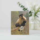 Wolong Panda Reserve, China, 2,1/2 jaar oud Briefkaart (Staand voorkant)