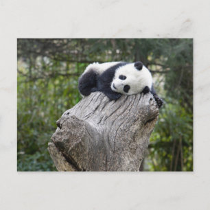 Wolong Reserve, China, Baby panda in slaap Briefkaart