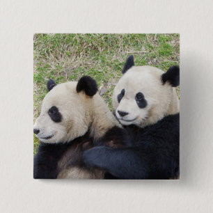 Wolong Reserve, China, Giant panda die omhelst Vierkante Button 5,1 Cm