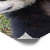 Wolong Reserve, China, Reuzenpanda knuffelt Poster (Hoek)
