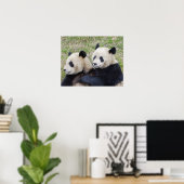 Wolong Reserve, China, Reuzenpanda knuffelt Poster (Thuiskantoor)