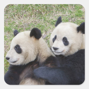 Wolong Reserve, China, Reuzenpanda knuffelt Vierkante Sticker
