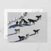 Wolven Briefkaart (Voorkant / Achterkant)
