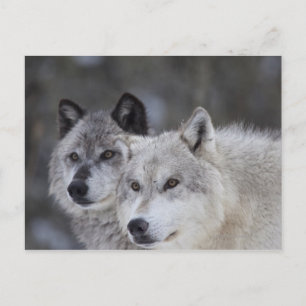 Wolven (Canus lupus)   West-geelsteen Briefkaart
