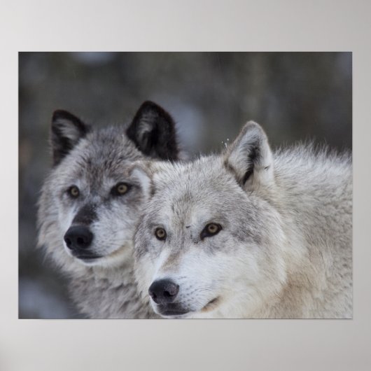 Wolven (Canus lupus) | West-geelsteen Poster (Voorkant)
