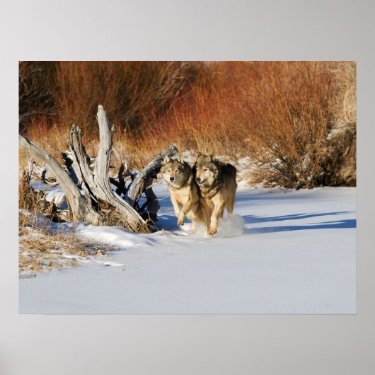 Wolven die in het sneeuwPoster lopen Poster (Voorkant)