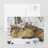 Wolven in de Beierse Bossen Briefkaart (Voorkant / Achterkant)