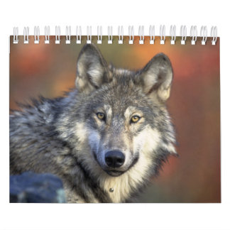 Wolven in de Natuur Kalender