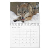 Wolven in de Natuur Kalender (Jan 2026)