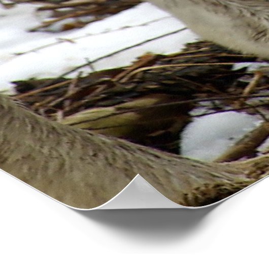 Wolven op de Prowl Poster (Hoek)