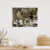 Wolven op de Prowl Poster (Keuken)
