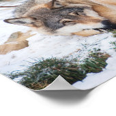 Wolven slapen poster (Hoek)