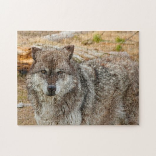 Wolven van Yellowstone. Legpuzzel (Horizontaal)