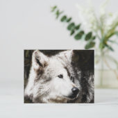 wolvenonderzoek briefkaart (Staand voorkant)