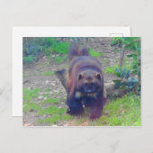 Wolverine #1 Briefkaart (Voorkant / Achterkant)