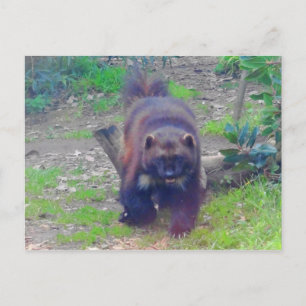 Wolverine #1 Briefkaart