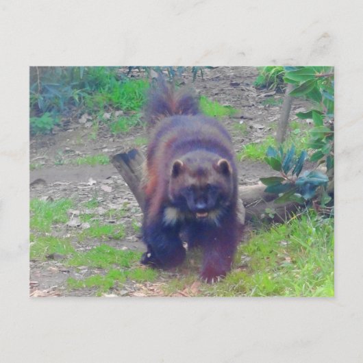 Wolverine #1 Briefkaart (Voorkant)