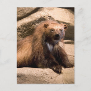 Wolverine Briefkaart