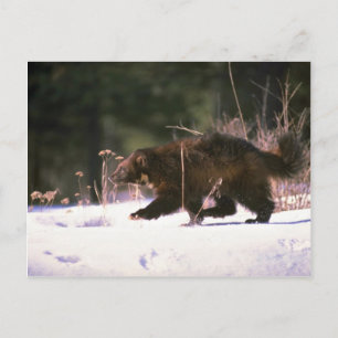 Wolverine door sneeuw briefkaart