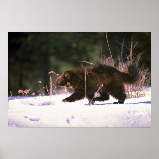 Wolverine door sneeuw poster (Voorkant)