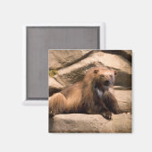 Wolverine Magneet (Voorkant / Achterkant)