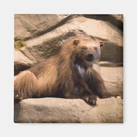 Wolverine Magneet (Voorkant)