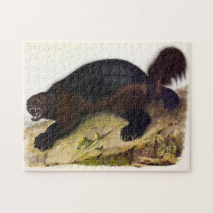 Wolverine of Wolverene (Gulo gulo) door Audubon Legpuzzel
