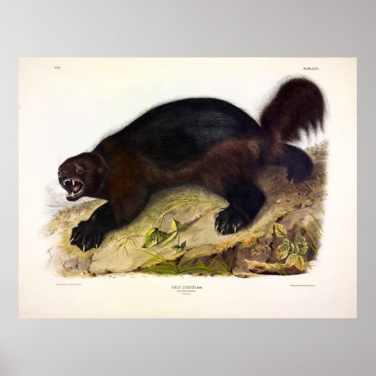 Wolverine of Wolverene (Gulo gulo) door Audubon Poster (Voorkant)