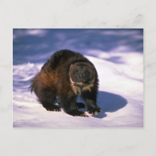 Wolverine op sneeuw briefkaart