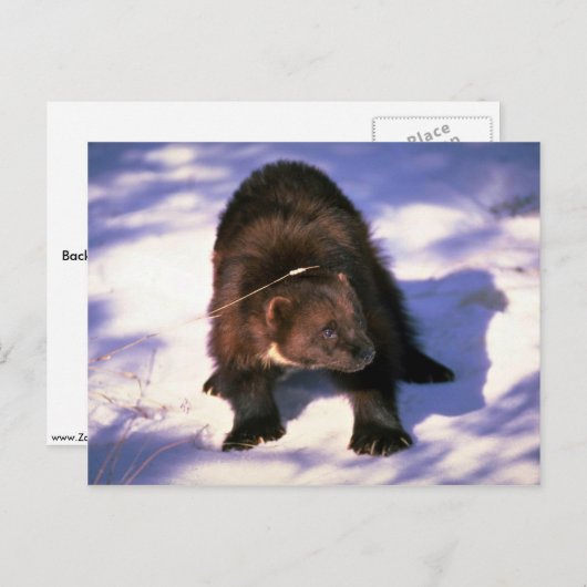 Wolverine op sneeuw briefkaart