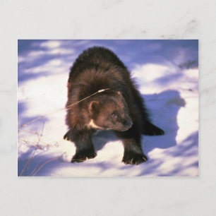 Wolverine op sneeuw briefkaart