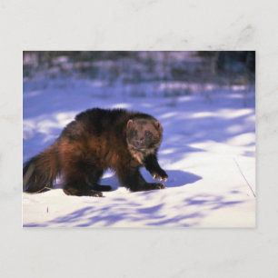 Wolverine op sneeuw briefkaart