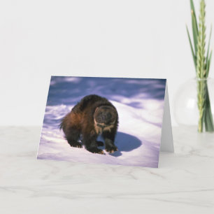 Wolverine op sneeuw kaart
