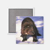 Wolverine op sneeuw magneet (Voorkant / Achterkant)