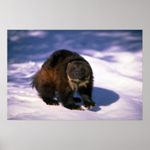 Wolverine op sneeuw poster