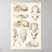 Wolverine Skull Veterinary Anatomy Print (Voorkant)
