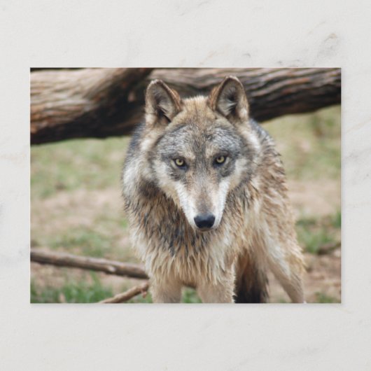 Wolves Gray Wolf Briefkaart (Voorkant)