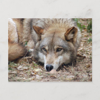Wolves Gray Wolf Briefkaart