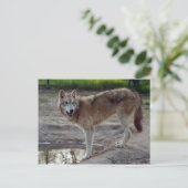 Wolves Gray Wolf Briefkaart (Staand voorkant)