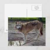 Wolves Gray Wolf Briefkaart (Voorkant / Achterkant)