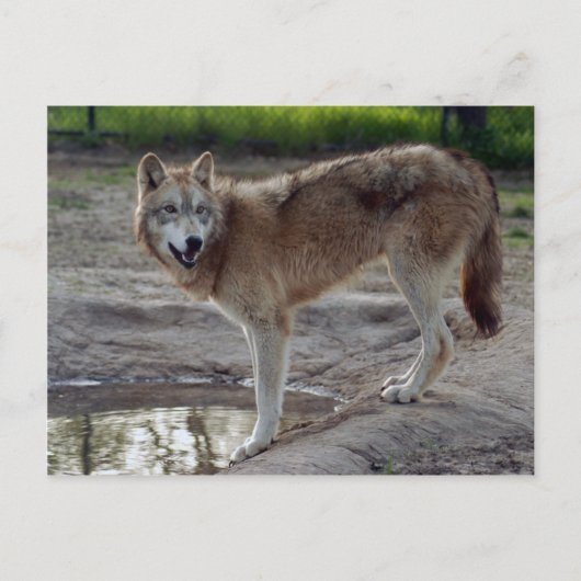 Wolves Gray Wolf Briefkaart (Voorkant)