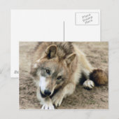 Wolves Gray Wolf Briefkaart (Voorkant / Achterkant)