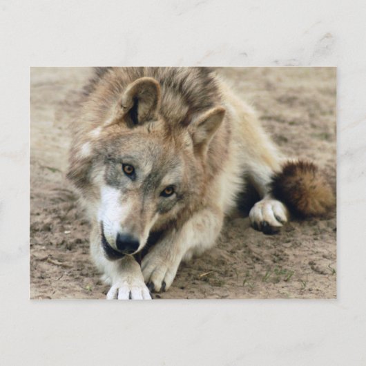 Wolves Gray Wolf Briefkaart (Voorkant)