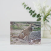 Wolves Gray Wolf Briefkaart (Staand voorkant)