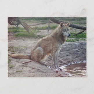 Wolves Gray Wolf Briefkaart