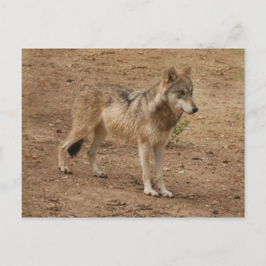 Wolves Gray Wolf Briefkaart (Voorkant)